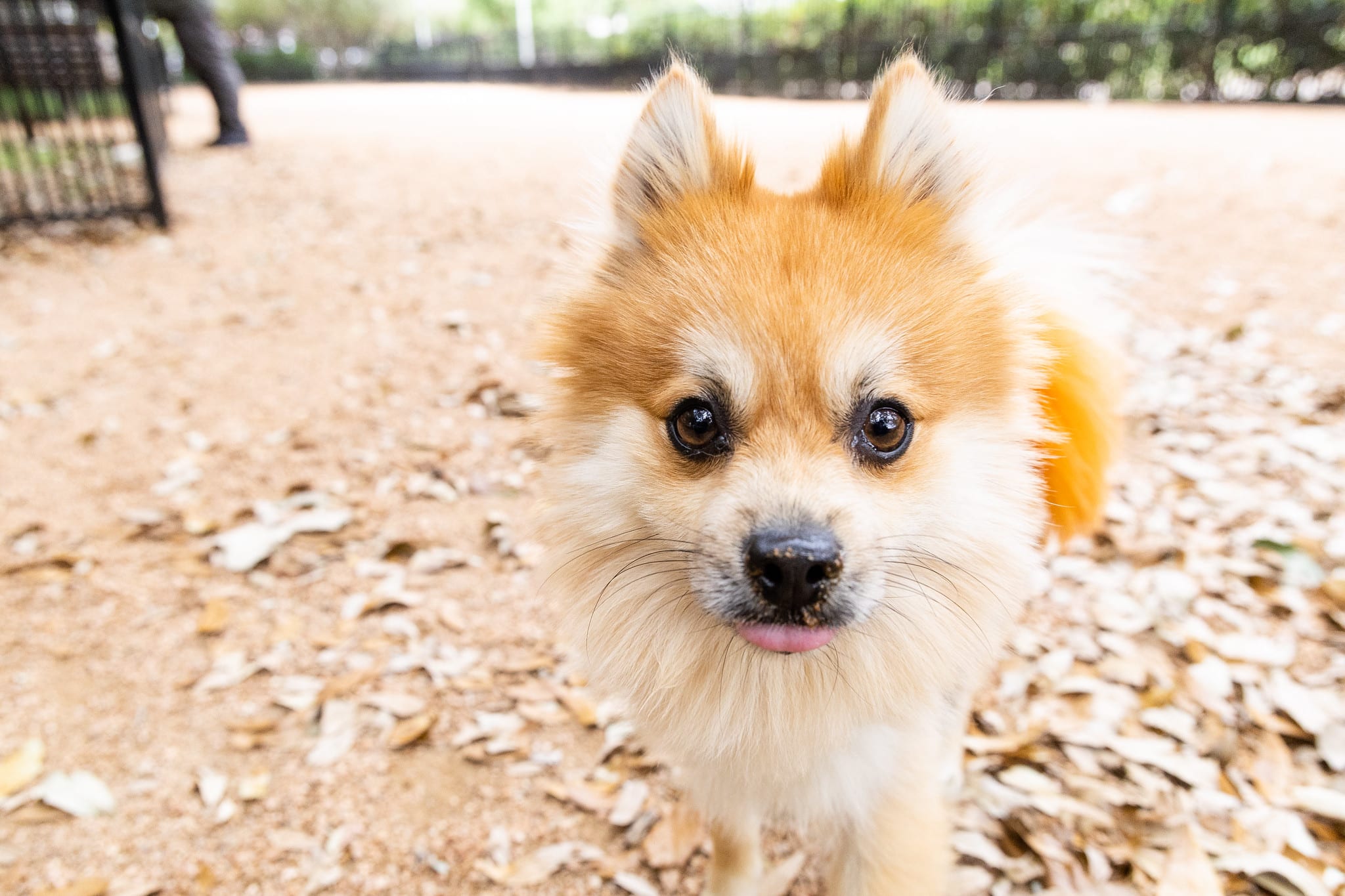 Dog Runs @ Discovery Green